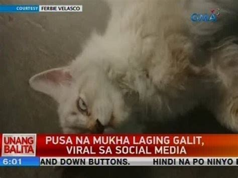 bagong viral sa social media|24 Oras: Pusa na tila laging galit, viral sa social media.
